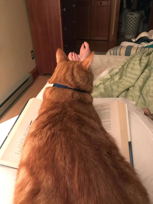 Домашні улюбленці, які не знають про особистий простір: епічні фото - фото 399688