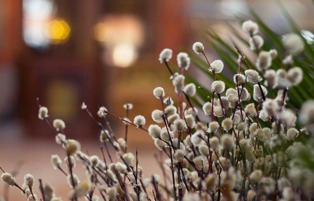 Верба- фото 399722