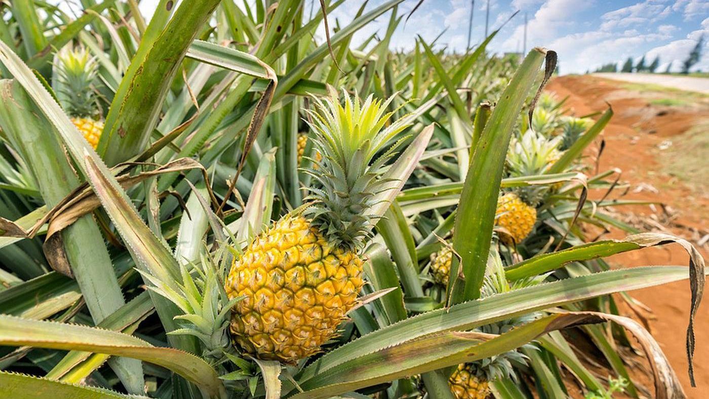 Кале наситить шкіру вибуховою дозою вітамінів A, C і K - фото 1