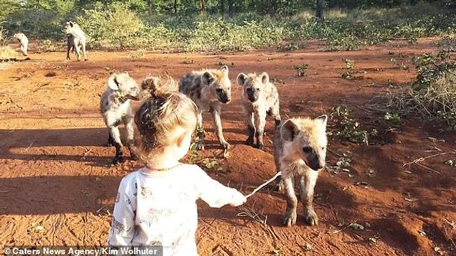 Мережу підкорила дівчинка, як подружилася з гієнами - фото 399781
