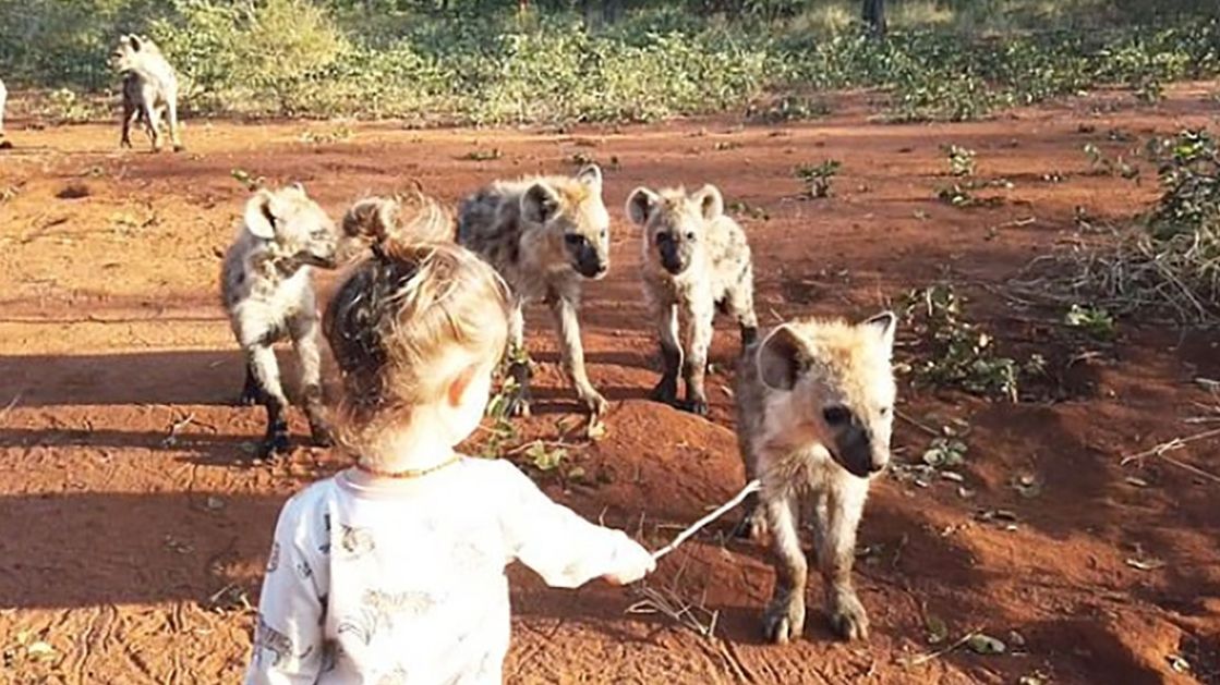 Мережу підкорила дівчинка, як подружилася з гієнами