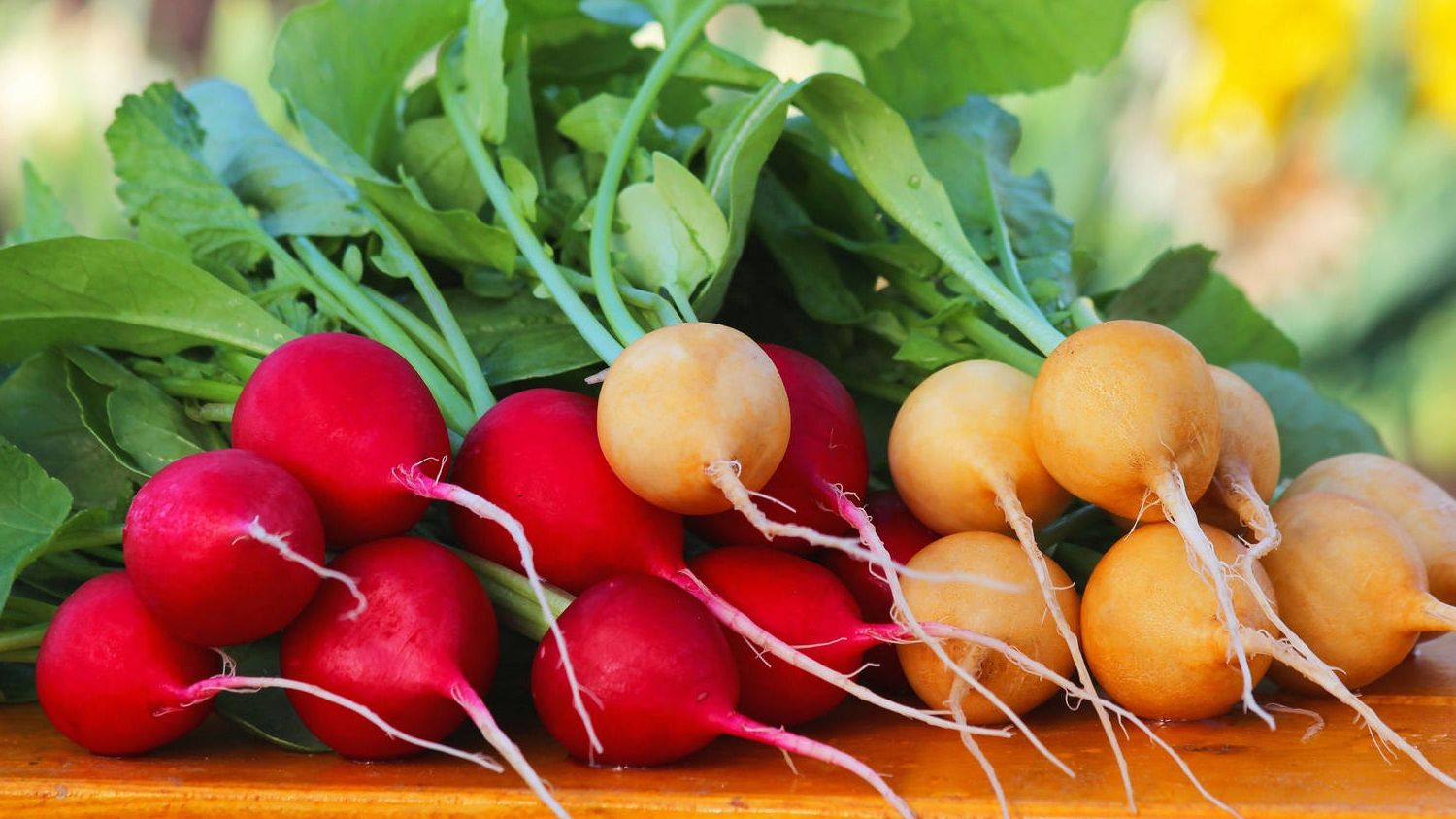 Редис - фото 1