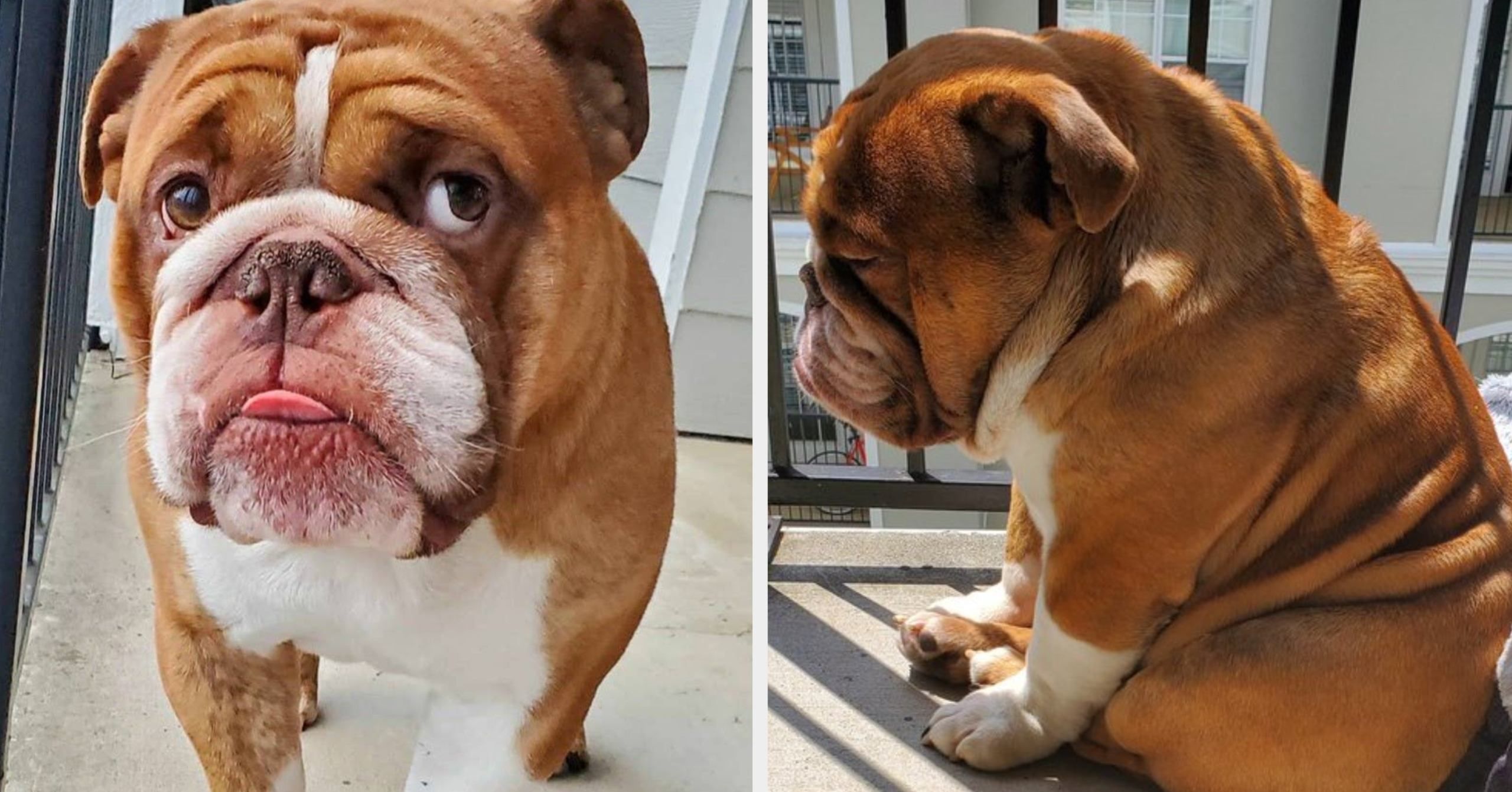 Сумний бульдог на карантині став зіркою мережі