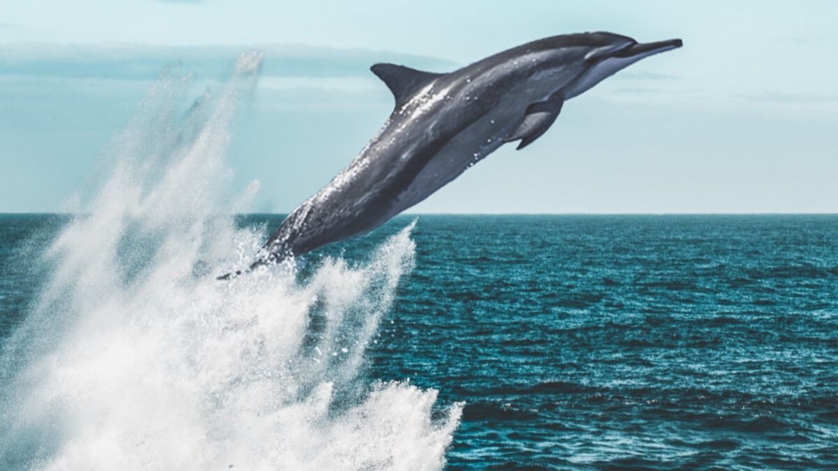 У Стамбулі біля мечеті помітили дельфінів: відеофакт