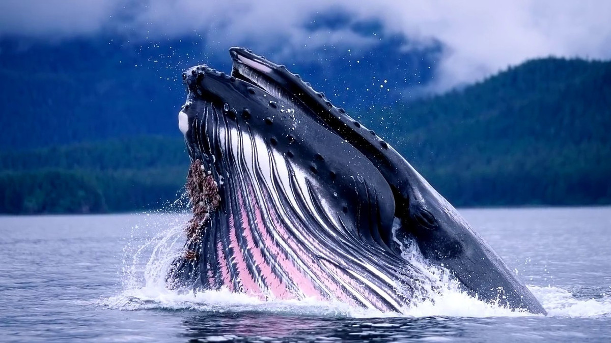 Учені з'ясували, чому кити харчуються на поверхні океану - фото 1