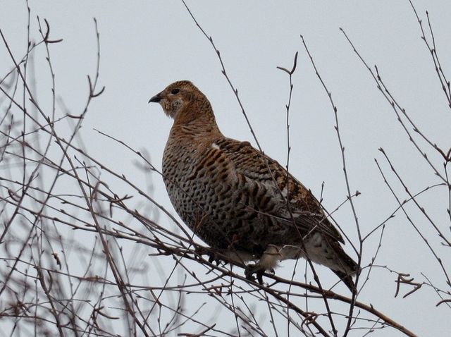 Україна показала ООН, як відроджується Чорнобиль: промовисті фото - фото 400520