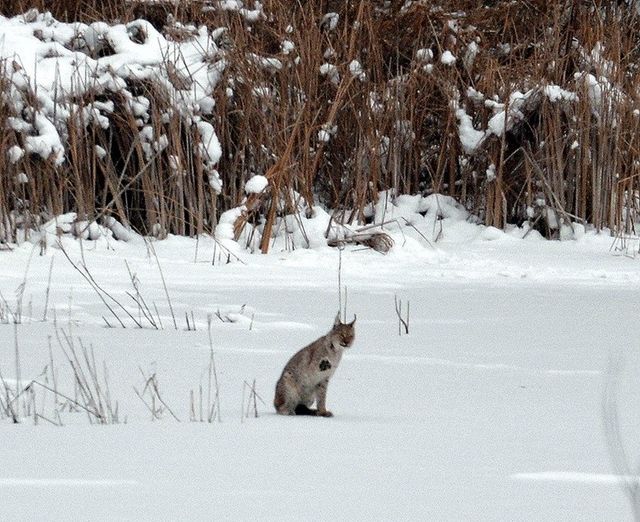 Україна показала ООН, як відроджується Чорнобиль: промовисті фото - фото 400522