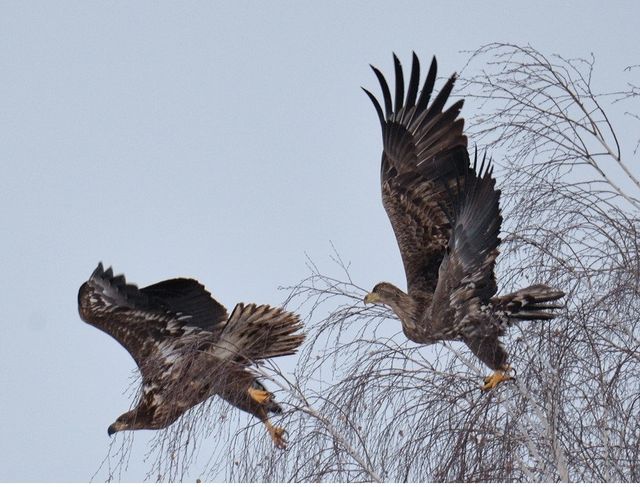 Україна показала ООН, як відроджується Чорнобиль: промовисті фото - фото 400523