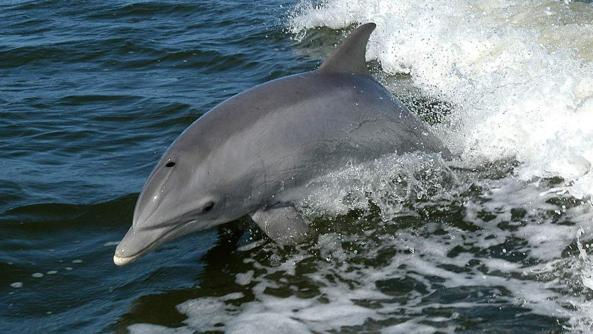 У Південний Буг під Миколаєвом заплив рідкісний дельфін: відео - фото 1