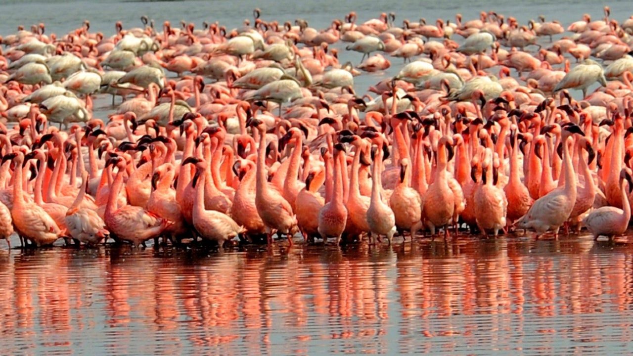 Рожеве море: фламінго заповнили міста Індії