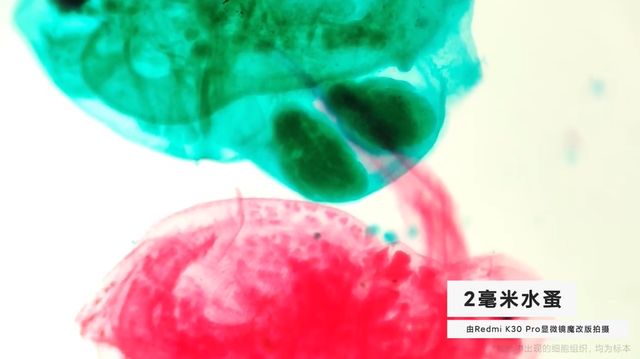 Ентузіасти перетворили Redmi K30 Pro на мікроскоп: результати вражають - фото 400706