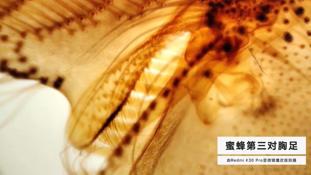 Ентузіасти перетворили Redmi K30 Pro на мікроскоп: результати вражають - фото 400707