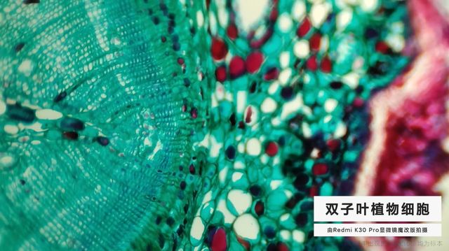 Ентузіасти перетворили Redmi K30 Pro на мікроскоп: результати вражають - фото 400709