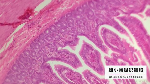 Ентузіасти перетворили Redmi K30 Pro на мікроскоп: результати вражають - фото 400710