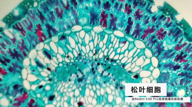 Ентузіасти перетворили Redmi K30 Pro на мікроскоп: результати вражають - фото 400711