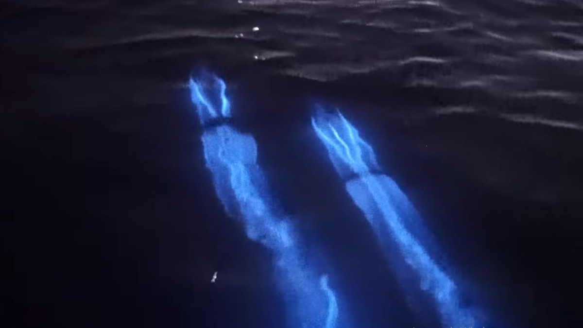 Фотографу вдалося зафіксувати, як дельфіни світилися у воді: відео неймовірного явища - фото 1