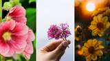 Говори красиво: 10 українських назв квітів, які милують око