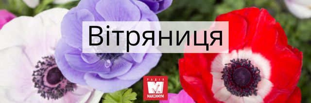 Говори красиво: 10 українських назв квітів, які милують око - фото 400896