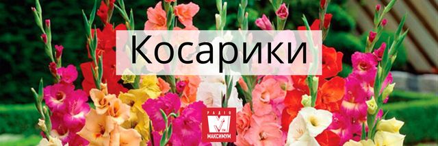 Говори красиво: 10 українських назв квітів, які милують око - фото 400899
