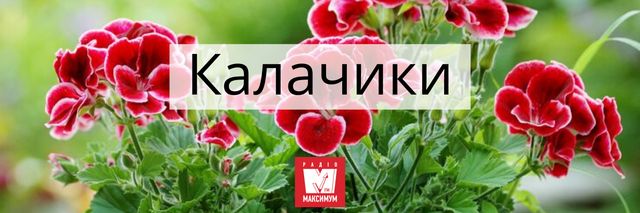 Говори красиво: 10 українських назв квітів, які милують око - фото 400900