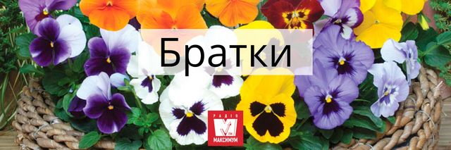 Говори красиво: 10 українських назв квітів, які милують око - фото 400901