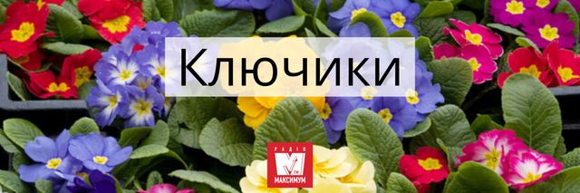 Говори красиво: 10 українських назв квітів, які милують око - фото 400902