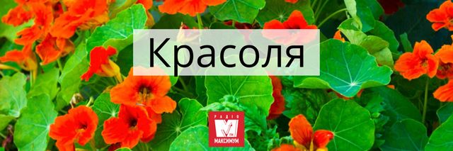 Говори красиво: 10 українських назв квітів, які милують око - фото 400903