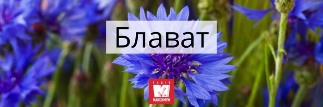 Говори красиво: 10 українських назв квітів, які милують око - фото 400905