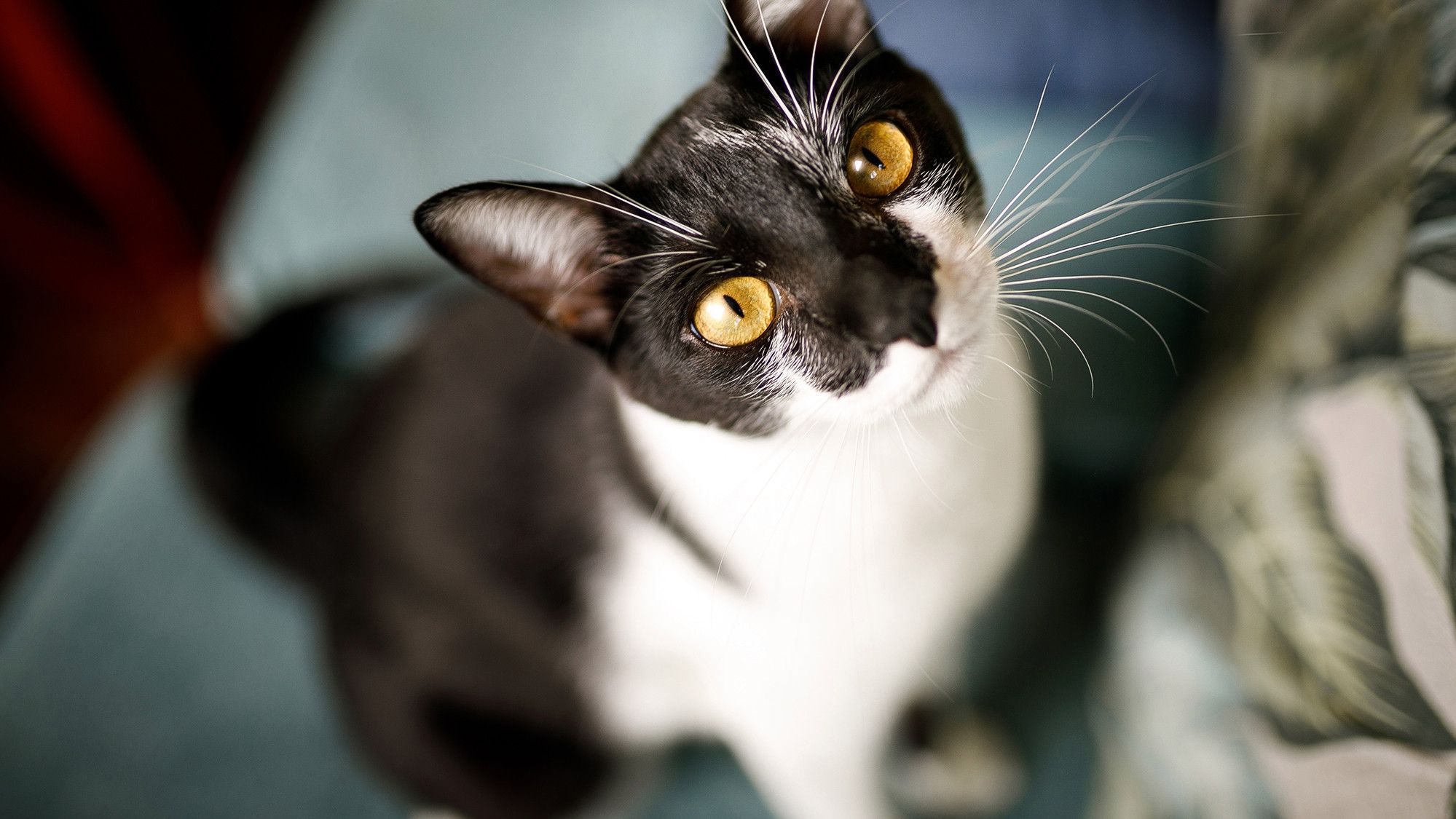 У Китаї вчитель хімії провів урок разом з котом: відео стало вірусним