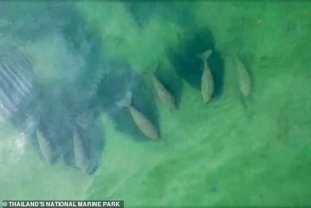 Біля берегів Таїланду помітили стадо рідкісних морських корів: відео - фото 401240