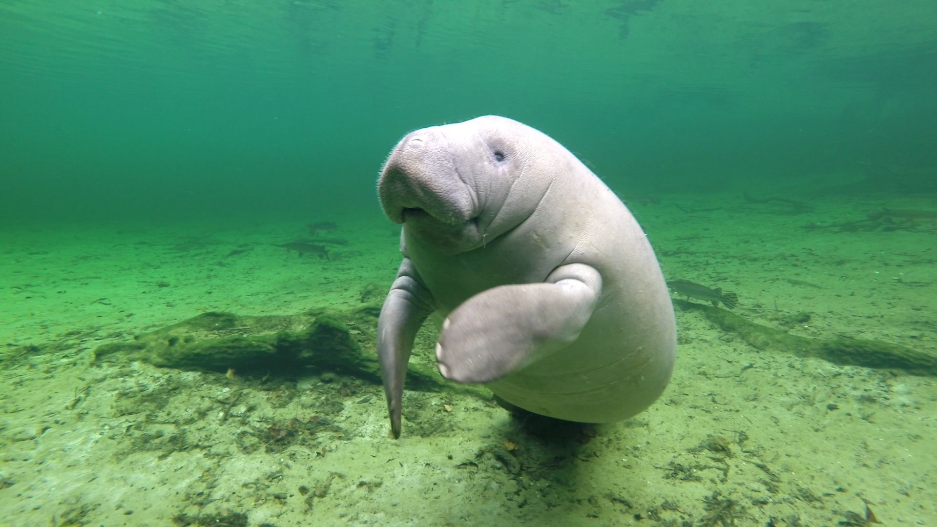 Біля берегів Таїланду помітили стадо рідкісних морських корів: відео - фото 1