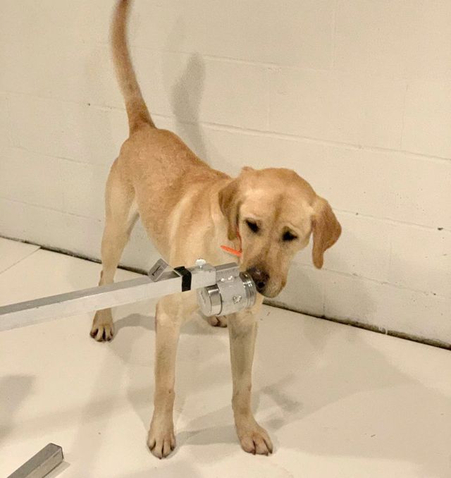 Собак навчають виявляти COVID-19 за запахом - фото 401296