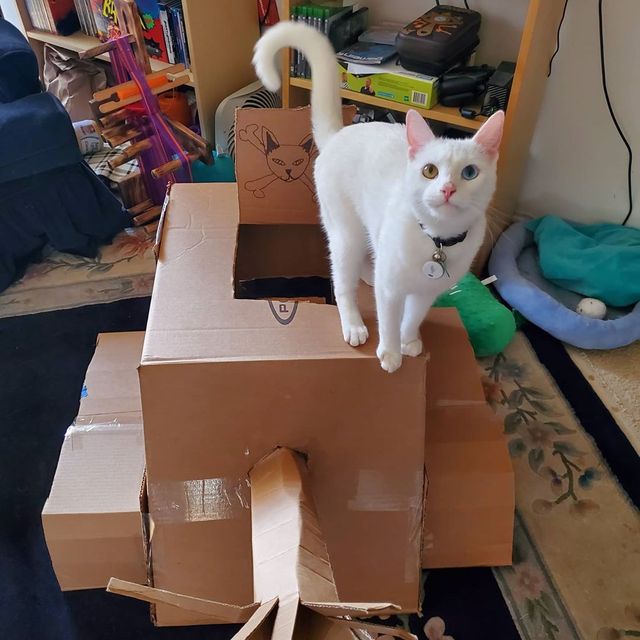 Коти-танкісти: власники пухнастиків розвеселили мережу під час карантину - фото 401391