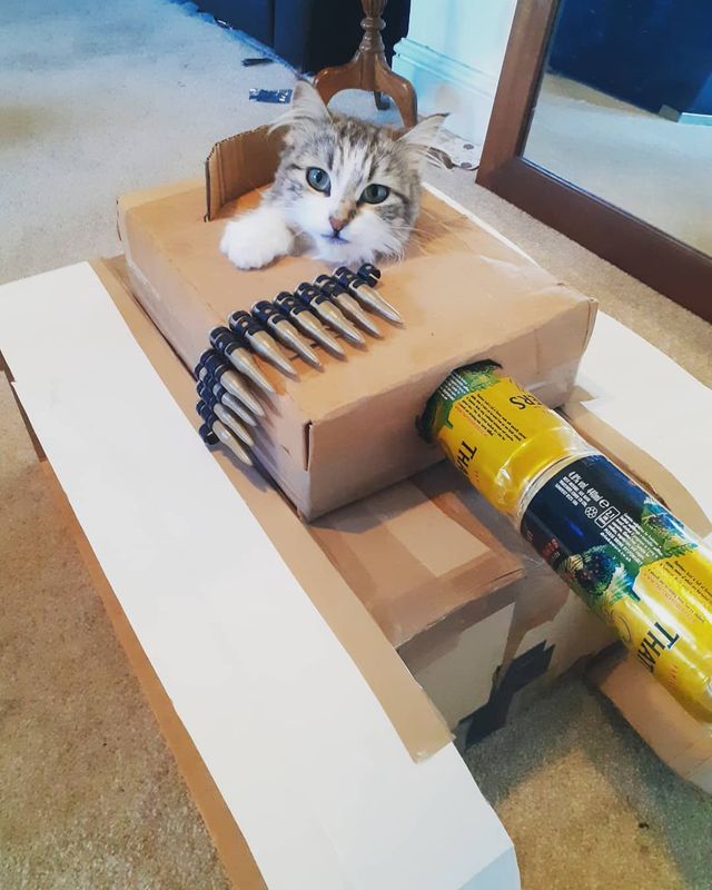 Коти-танкісти: власники пухнастиків розвеселили мережу під час карантину - фото 401392