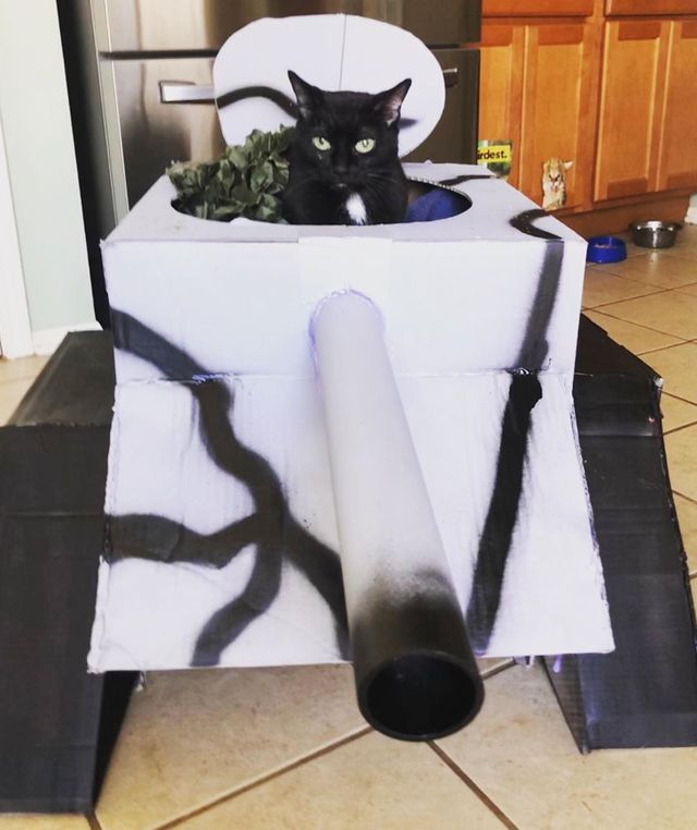 Коти-танкісти: власники пухнастиків розвеселили мережу під час карантину - фото 401394