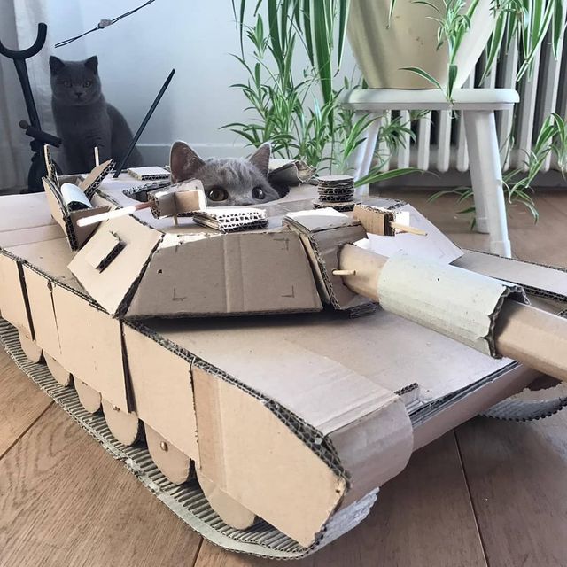 Коти-танкісти: власники пухнастиків розвеселили мережу під час карантину - фото 401395