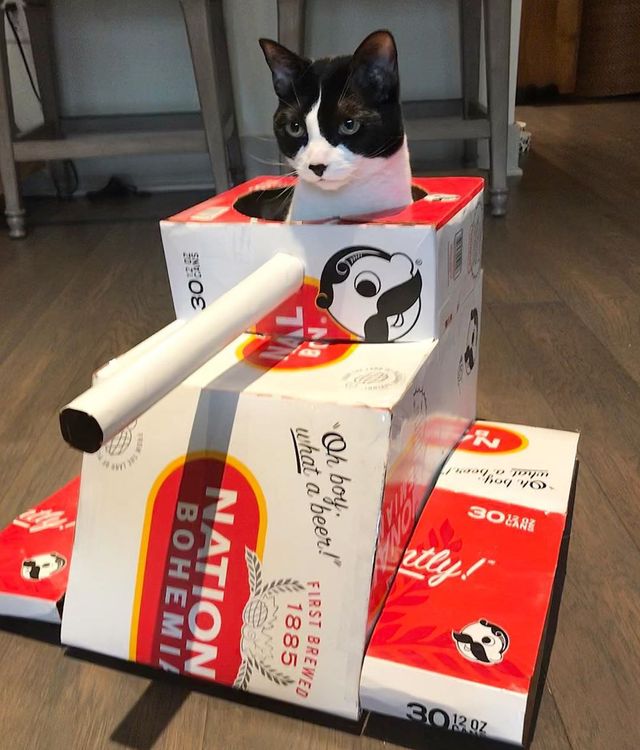 Коти-танкісти: власники пухнастиків розвеселили мережу під час карантину - фото 401396