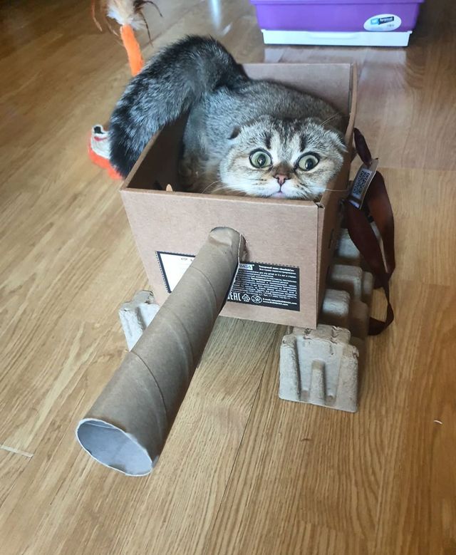 Коти-танкісти: власники пухнастиків розвеселили мережу під час карантину - фото 401399