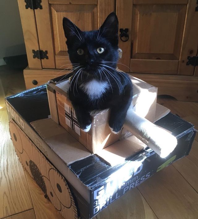 Коти-танкісти: власники пухнастиків розвеселили мережу під час карантину - фото 401400