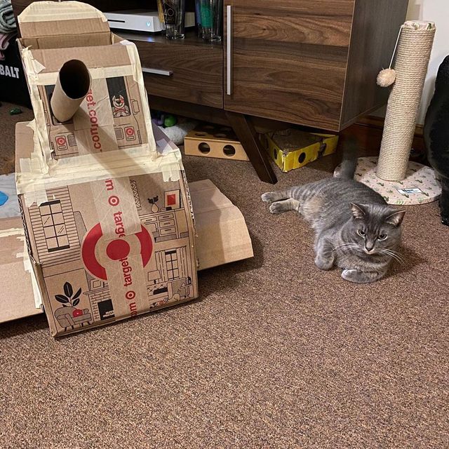 Коти-танкісти: власники пухнастиків розвеселили мережу під час карантину - фото 401401