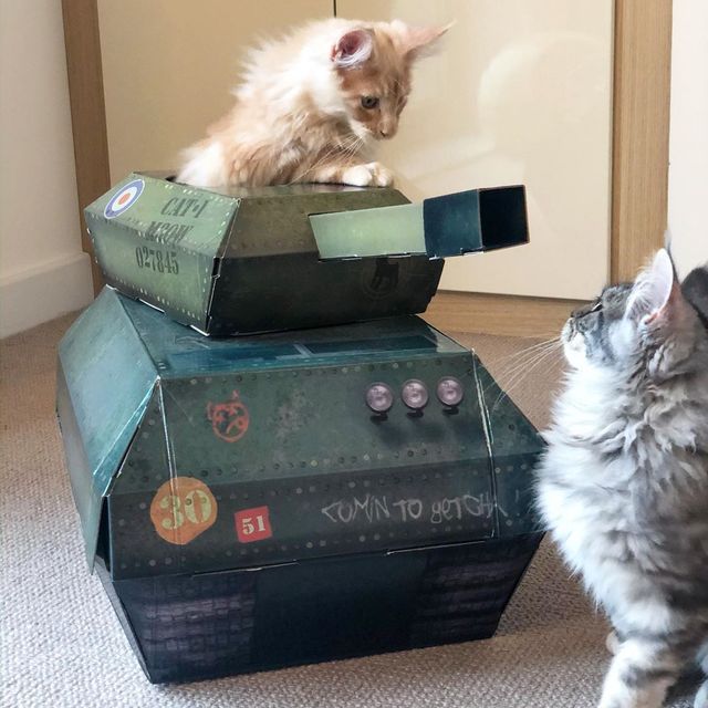 Коти-танкісти: власники пухнастиків розвеселили мережу під час карантину - фото 401406