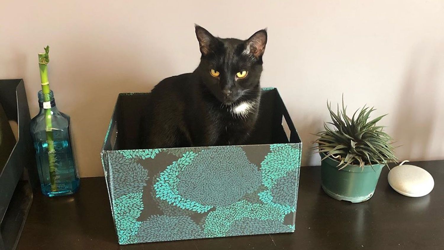 Кіт розбудив господаря, коли на кухні горіла мультиварка - фото 1