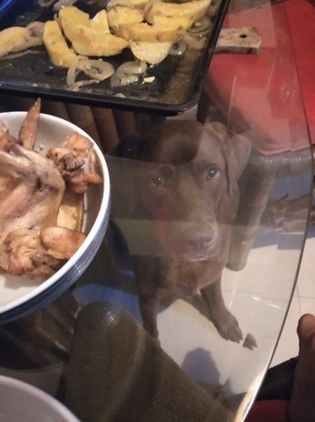 Коли вирішив поїсти: епічні фото з домашніми улюбленцями - фото 401603