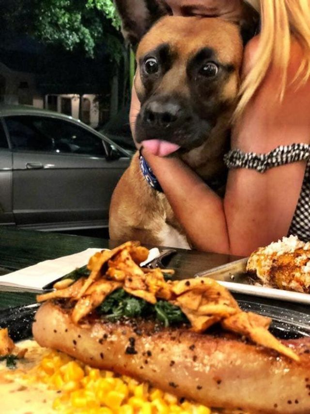 Коли вирішив поїсти: епічні фото з домашніми улюбленцями - фото 401607