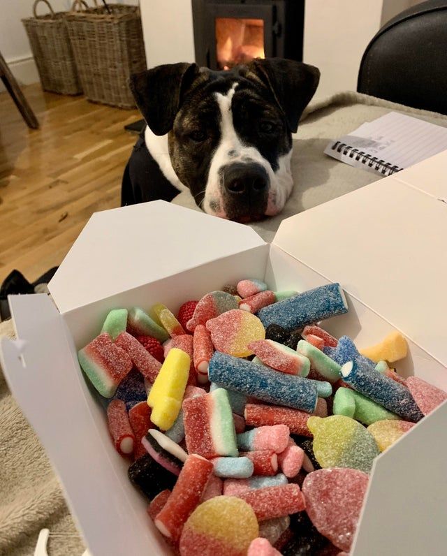 Коли вирішив поїсти: епічні фото з домашніми улюбленцями - фото 401608