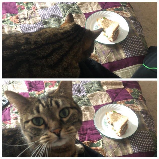 Коли вирішив поїсти: епічні фото з домашніми улюбленцями - фото 401609