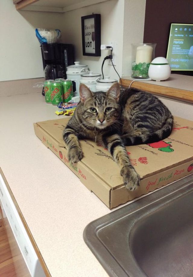 Коли вирішив поїсти: епічні фото з домашніми улюбленцями - фото 401610