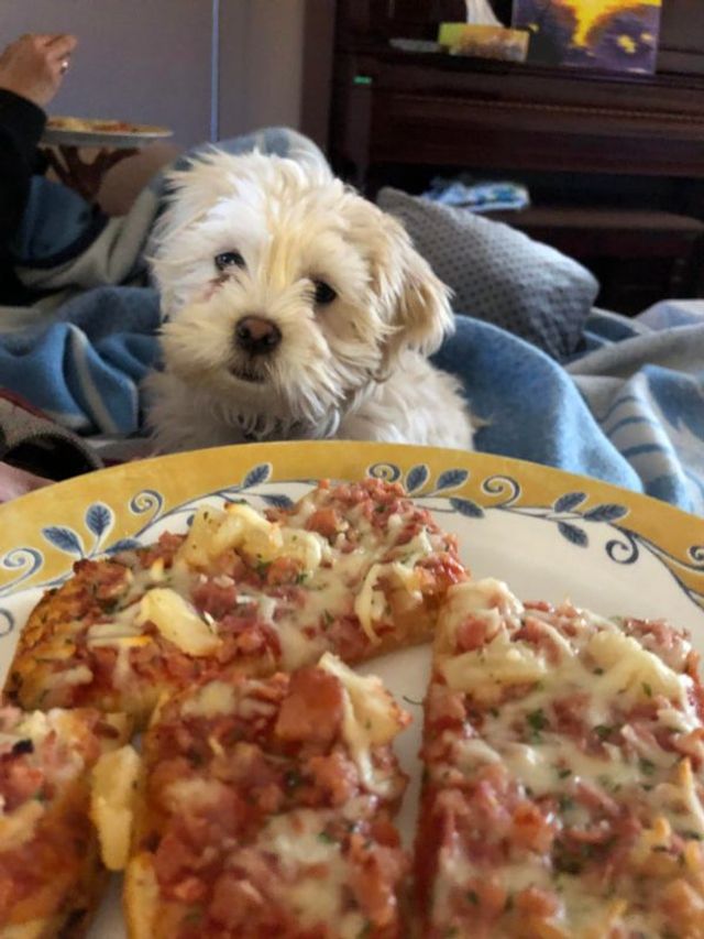 Коли вирішив поїсти: епічні фото з домашніми улюбленцями - фото 401613