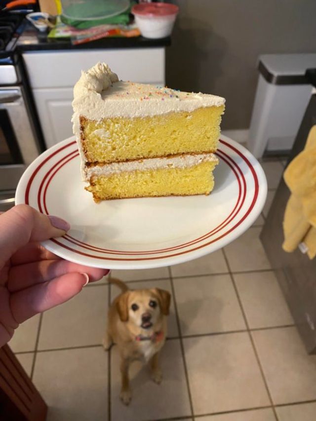 Коли вирішив поїсти: епічні фото з домашніми улюбленцями - фото 401614