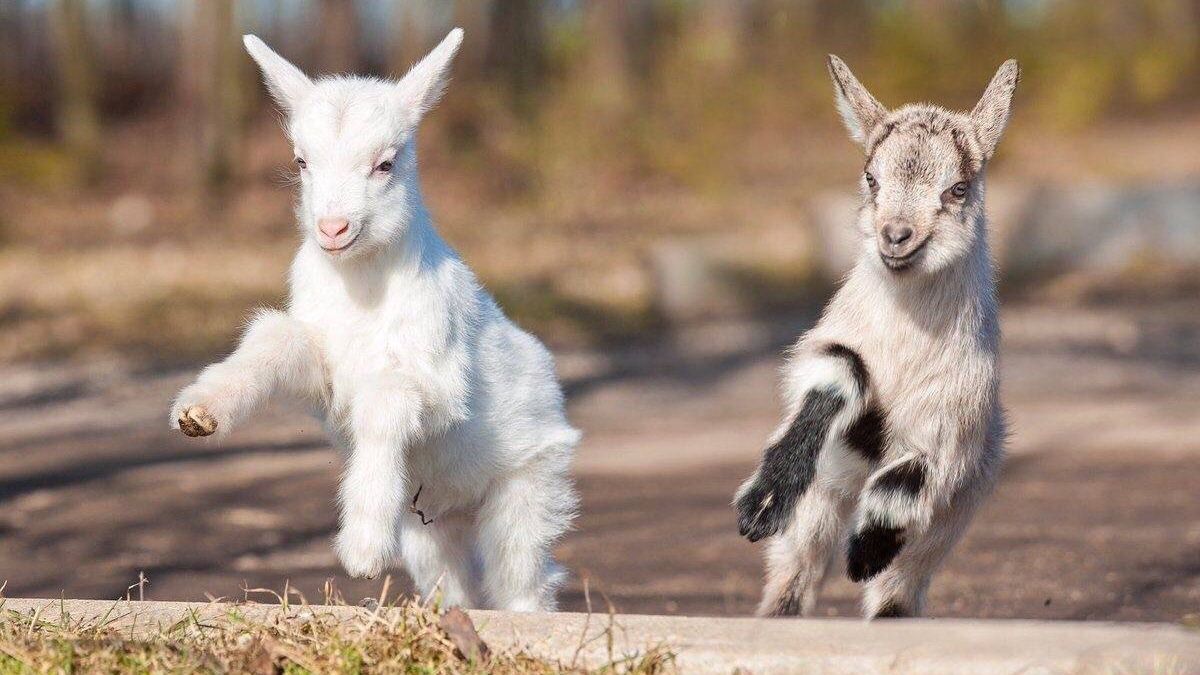 У мережі стає популярним стрім, на якому показують безтурботне життя маленьких козенят - фото 1